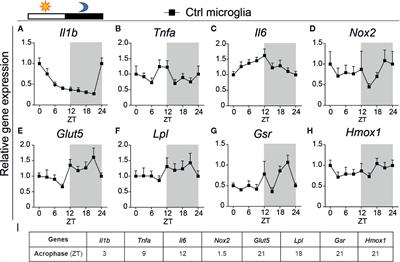 Deficiency of the Circadian Clock Gene Bmal1 Reduces Microglial Immunometabolism